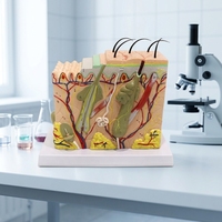 Modelo de Anatomía de Piel Humana Ampliado 70 Veces, Modelo 3D de Sección de Piel con Cabello y Estructura de Tejidos para Enseñanza Médica