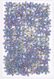 Calcomanías de uñas Tweedia Milkweed flores prensadas resina epoxi arte para marcos de joyería de moda para Navidad Día DE LA MADRE artesanía - Product Image 5