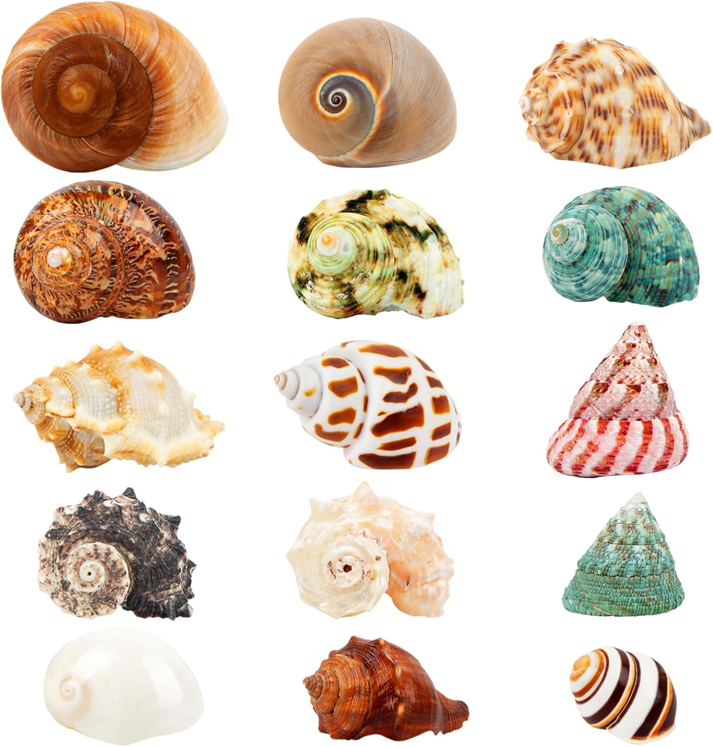 15PCS Hermit Crab Shells Natural Sea Conch Size 1.6