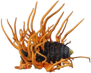 שירותי בריאות תוספי מזון <span class=keywords><strong>cordyceps</strong></span> sinensis תמצית אבקת 98% קורדיספן - Product Image 3