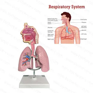 Escola de medicina fornece ciência médica ensino aids modelo do sistema respiratório com seção anatômica cavidade nasal e pulmão