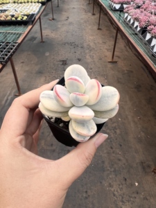 ขายส่งต้นคอติเลดอน 'ปิงปอง' หลากสี ขนาดเล็ก สำหรับตกแต่งบ้านทั้งในร่มและกลางแจ้ง - Product Image 2
