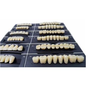 Dientes dentales de dos capas de polímero sintético - Product Image 5