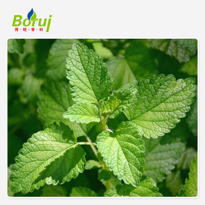 Aceite Esencial de Melissa/Bálsamo de Limón Premium - 100% Puro y Natural, Probado con GC/MS - para Aromaterapia y Cuidado de la Piel - Product Image 6