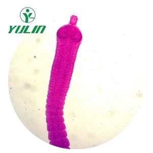 Vetrini per microscopio preparati per parassitologia rara verniciati professionali vetrini didattici di vendita calda in set di diapositive per biologia universitaria - Product Image 5