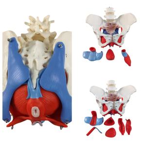 Alat pengajaran dua vertebra dengan panggul wanita dan lantai panggul Model Organ otot dan lantai panggul - Product Image 3