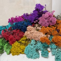 Fleurs de riz naturelles préservées, tiges de Limonium séchées pour bouquets de mariage, décorations d'arche et de table