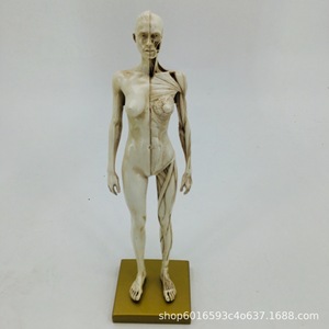 Modello di cranio da 30 cm per riferimento artistico, raffigurante mezzo busto, per anatomia muscoloscheletrica umana e disegno. - Product Image 2