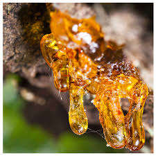 Aceite Esencial de incienso orgánico - Product Image 3