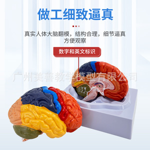 Modèle cérébral de simulation pédagogique, régions cérébrales, zones fonctionnelles, spécimen de cortex cérébral, modèle cérébral coloré, cortex cérébral - Product Image 2