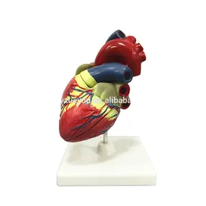 5X Magnification Human Heart Model,3 Parts Composition,Simulation Model Medical Anatomy