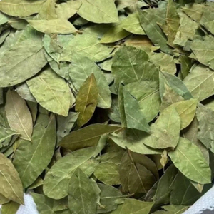 Daun Salam Mentah Premium Segar Utuh untuk Campuran Rempah-rempah Kuliner Ekspor Grosir