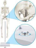 Modelo de Esqueleto Humano de PVC de 45 cm con Músculos y Columna Vertebral, Certificado CE/ISO, para Uso en Escuelas de Medicina