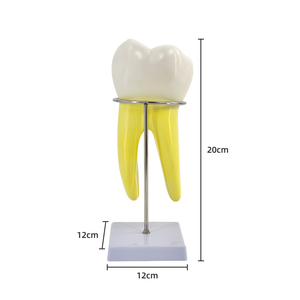 Modelo anatómico de diente molar, modelo de práctica Dental, modelos educativos de odontología, dientes de entrenamiento de biología médica - Product Image 2