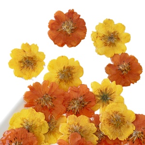 Venta de Material para Colgante DIY de Crisantemo Rizado, Cabeza de Flor de Resina Real, Accesorios Hechos a Mano Estilo Bosque de Hadas <span class=keywords><strong>Cosmos</strong></span> - Product Image 5