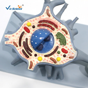 Modelo de Neurón Vic Education de 2 Componentes: Modelo Ampliado del Cuerpo Celular del Neurón y la Estructura de la Fibra Nerviosa - Product Image 2