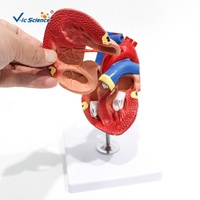 Modèle anatomique de cœur humain démontable en 2 parties pour l'enseignement et la présentation de la structure du système cardiovasculaire CE/ISO/ROHS/CNAS