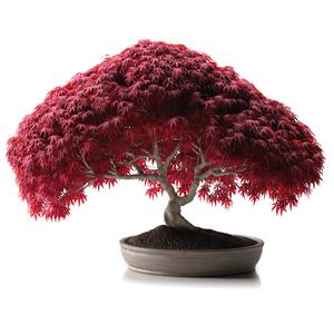 Bonsái de arce rojo japonés Premium, paquete de 5 plantas para suministros de jardín, bonsái de arce rojo japonés en crecimiento - Product Image 1