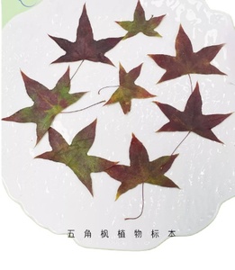 Năm-thùy Maple lá thẻ làm nguồn cung cấp nhựa đồ trang sức thực vật tự nhiên thực ép hoa - Product Image 1