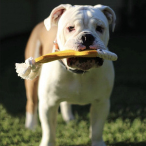 Nieuwe Populariteit Kies Kauwtanden Schoonmaken Speelgoed Vilt Bot-Vorm Hond Kauwen Training Speelgoed Interactieve Hond Hond Bot - Product Image 2
