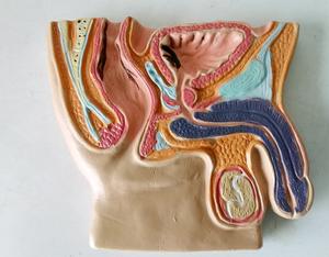 Ciência médica humana pelve masculina Cavidade Doença sagital Anatomia ensino modelos - Product Image 4