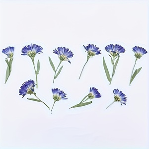12 pezzi stile Boho pressato margherite <span class=keywords><strong>viola</strong></span> con fiore di ramo per arte artigianato telefono Case decalcomanie cornice foto decorazione segnalibri - Product Image 5