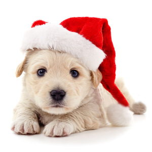 Chapeau de Noël rouge mignon pour chiens et chats, costume pour animaux de compagnie, décoration de Noël, cadeau de Noël pour animaux - Product Image 4