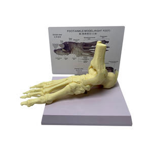 Modèle d'anatomie du pied et de la cheville humains avec ligaments et tendons pour l'enseignement médical - Product Image 2