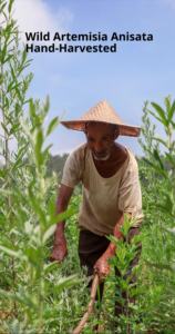 4.8x15cm grande <span class=keywords><strong>Moxa</strong></span> <span class=keywords><strong>Stick</strong></span> com tubo extintor-extra longo tempo de queima, baixo fumo Design, para casa e Moxabustão profissional - Product Image 6