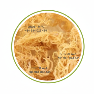 Authentique mousse de mer irlandaise dorée fabriquée à l'état sauvage et pure, 100% naturelle du Vietnam - Product Image 1