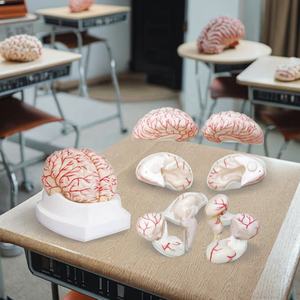 Medizinisches Bildungs modell Medizinisches anatomisches menschliches Gehirn modell Modell der Gehirn-und Zerebral arterie - Product Image 4