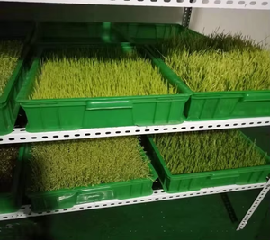 Hoge Kwaliteit Automatische Nieuwe Aankomst Hydroponische Zaden Ontkiemen Machine Groenvoer Maken Gerst Kweekmachine - Product Image 6