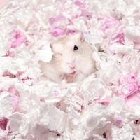 Papel reciclado al por mayor, ratón, conejillo de indias, Chinchilla, erizo, conejo, degu, hámster, papel de cama para mascotas