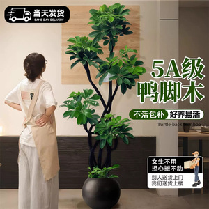 Schefflera Arboricola Indoor Potted Plant Round Elegant Living Room Office Desk Decoration <b>Environment</b> Friendly - Product Image 4