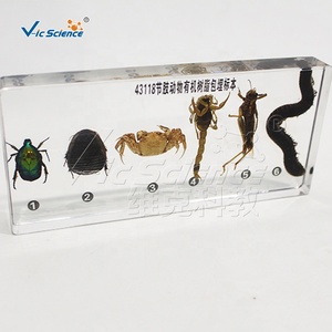 Spécimen d'arthropode encastré dans du PVC transparent, modèle anatomique d'insecte, science médicale - Product Image 3