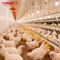 Solution clé en main pour l'élevage de poulets de chair en élevage avicole, pour les entreprises d'ingénierie agricole