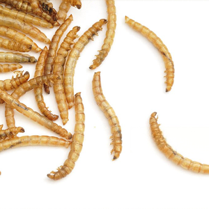 Vers <span class=keywords><strong>de</strong></span> farine séchés 100 % naturels riches en protéines en vrac, friandise pour oiseaux et tortues avec vitamines et minéraux - Product Image 5