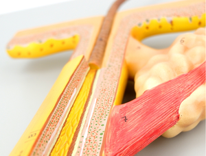 Scienza medica di alta qualità 700 volte ingrandito modello di anatomia dei capelli PVC 4 parti modello di <span class=keywords><strong>formazione</strong></span> al miglior prezzo - Product Image 2