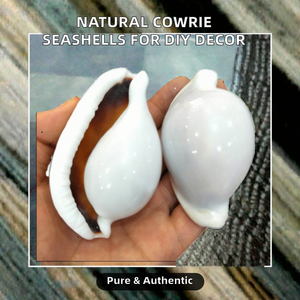Coquillages de cabriole blanches naturelles faites à la main en gros, thème ange, coquilles de conque pures pour bricolage, mariage nautique, décoration intérieure - Product Image 2