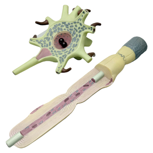 Khoa Học Giải Phẫu Người-Mô Hình <span class=keywords><strong>Neuron</strong></span> 2500 Lần Phóng Đại Cơ Thể Tế Bào Thần Kinh Và Khuếch Đại Cấu Trúc Sợi Thần Kinh - Product Image 3