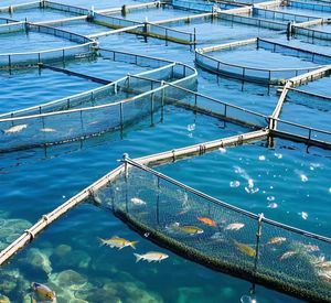 20gsm chăn nuôi lưới thủy sản chăn nuôi HDPE Hàng rào chống chim <span class=keywords><strong>Net</strong></span> mưa đá gà Côn trùng <span class=keywords><strong>Net</strong></span> nhựa sản phẩm nuôi trồng thủy sản bẫy - Product Image 3