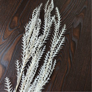 Flor de hoja de diente de sable eterno preservada para decoración del hogar y ramos de boda para arreglos florales domésticos - Product Image 4