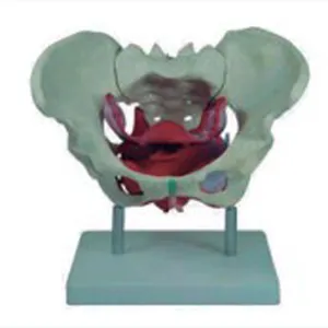 BIX-A1037 Modelo de Pelvis Femenina de Tamaño Real con <span class=keywords><strong>Músculos</strong></span>, Simulación de Ciencias Médicas Humanas - Product Image 1