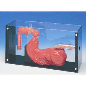 Duodenoskop ERCP Tıbbi Eğitim Modeli Gastrointestinal Anatomi Simülatörü Öğretim İçin ADA BIX-LV43 Tıp Bilimi - Product Image 1