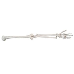 Modelo de hueso de Anatomía Humana, hueso de las extremidades inferiores, hueso de la cadera, articulación del pie, articulación de la rodilla, rótula, tibia, peroné, modelo - Product Image 4
