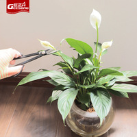 Speciale Handmatige Schaar Snoeischaar Voor Potplanten Tuinieren Druiven Dragon Fruit Groenten Peper Plukken Plastic Handvat