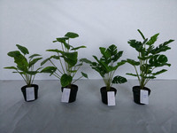 Bonsai Sutera Buatan Kecil Scindapsus Ivy Epipremnum Aureum Green Pothos 40cm Hiasan Meja Dekorasi Rumah Pernikahan Natal