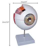Educación en Ciencias Médicas, modelos de globo ocular de plástico 3D, modelo anatómico de ojo humano