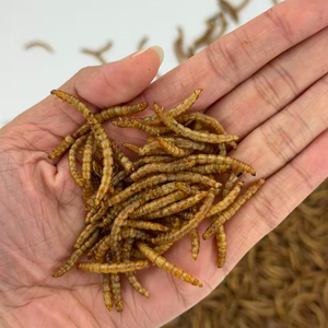 Vers de farine séchés <span class=keywords><strong>comestibles</strong></span> riches en nutriments, sans additifs, prêts à l'emploi pour l'<span class=keywords><strong>alimentation</strong></span> des volailles - Product Image 1