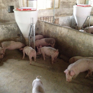 Mangeoire à porcs 100 <span class=keywords><strong>L</strong></span>, équipement d'élevage, mangeoires pour animaux, système de mangeoire pour porcs en croissance, équipement d'élevage - Product Image 1